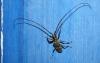 Monochamus galloprovincialis